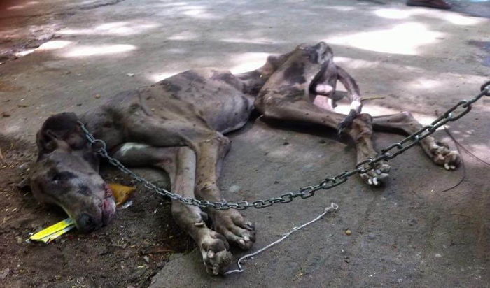 주인에게 버림받고 ‘아사’직전 구조된 강아지