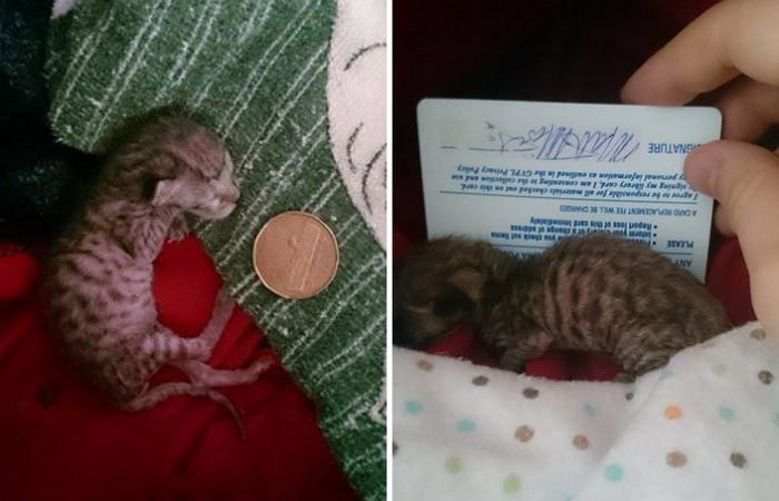 길가에 버려졌던 ‘40g’ 아기 고양이가 건강하게 자랐다