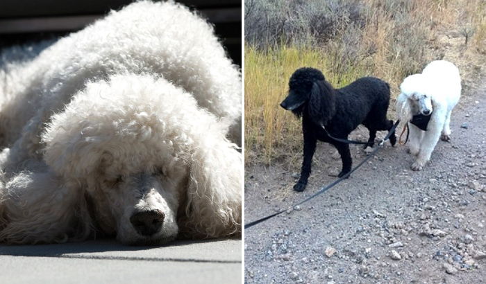 눈과 귀 잃은 막냇동생 교대로 보살피는 푸들 남매