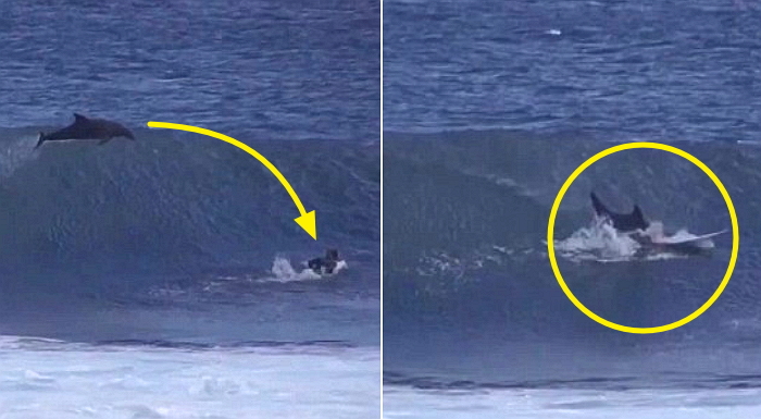 “서핑 보드 타는데 돌고래가 제 머리 위로 떨어졌어요”