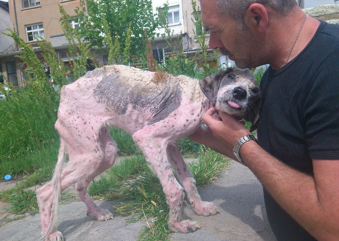 길거리서 죽어가던 유기견의 구조 후 놀라운 변화