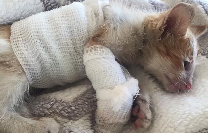 죽기 직전의 아기 고양이 구출해 ‘깁스’해준 남성