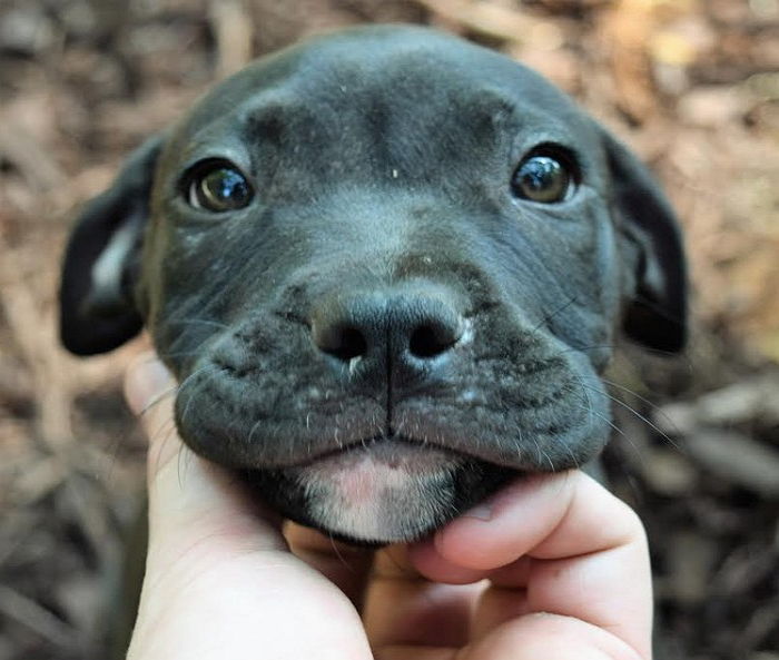 ‘앞발 잘린 채’ 버려진 강아지가 새주인을 만나 지은 미소