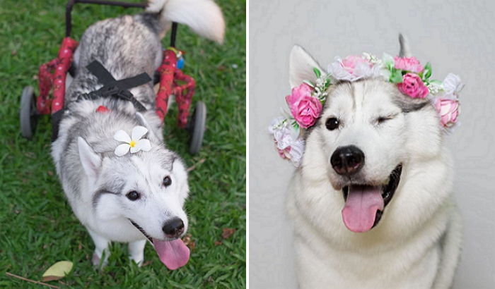 발없이 태어난 허스키 강아지가 입양된 후 생긴 변화