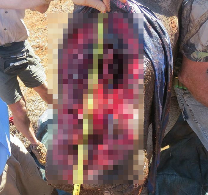 밀렵꾼들에게 ‘뿔’ 뺏기고 얼굴 절반 잃은 코뿔소