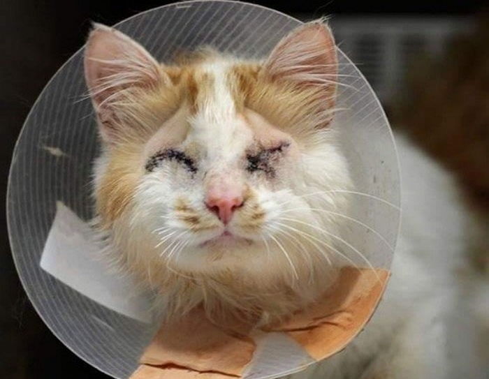 두 눈 잃은 유기묘의 ‘절친’ 되어준 고양이