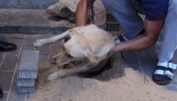 산 채로 보도블럭 아래 묻혀 죽을 뻔한 엄마 강아지 (영상)