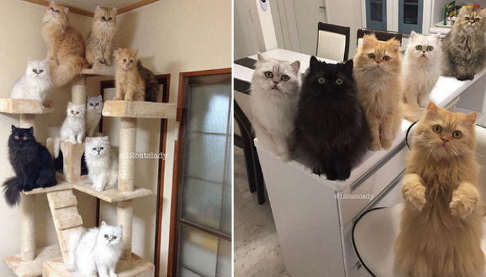 “밥 안 주냥” 12마리 고양이 키우느라 바쁜 집사