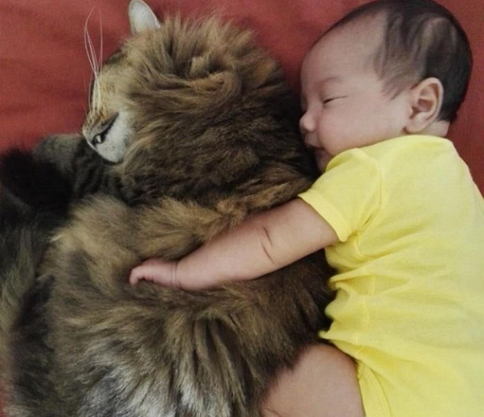 아기는 오늘도 고양이를 베개 삼아 낮잠을 청한다