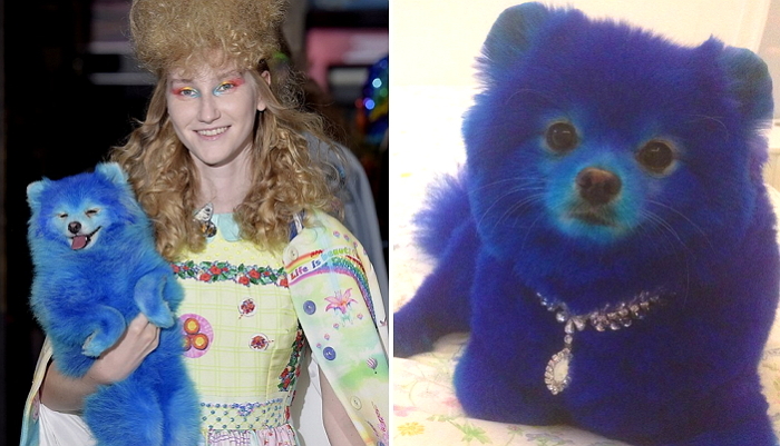 강아지 염색시켜 ‘액세서리’처럼 갖고 다니는(?) 무개념 모델