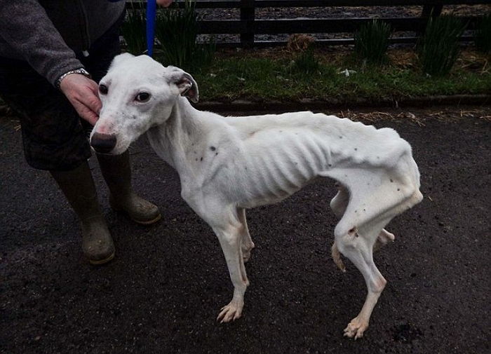 주인이 ‘뼈’만 남을 때까지 굶긴 강아지의 놀라운 변화