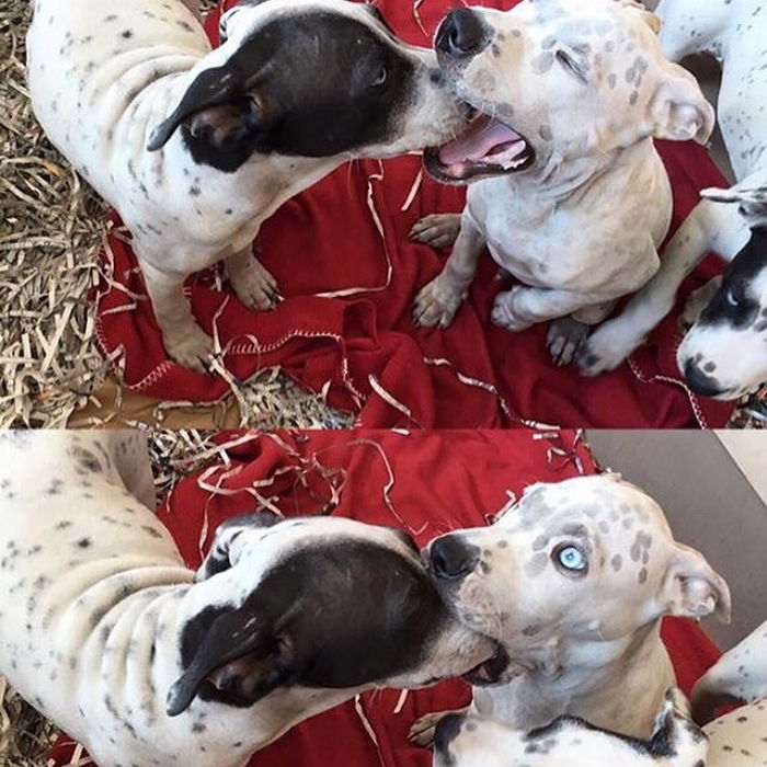 하품하다 기습 ‘키스’ 당해 깜짝 놀란 강아지