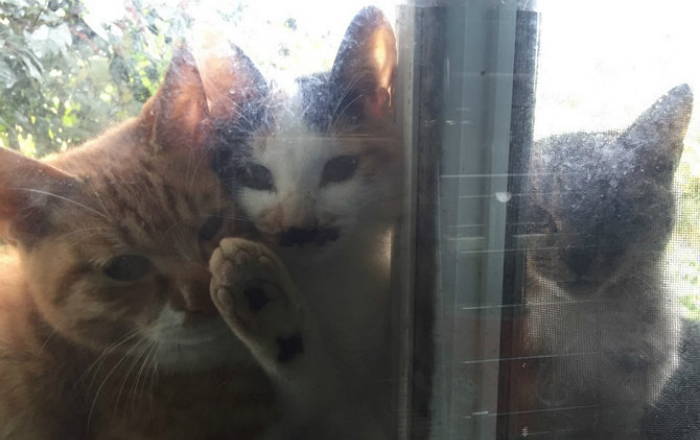 매일 집에 찾아와 놀아달라고 “야옹” 거리는 ‘길냥이’ 가족