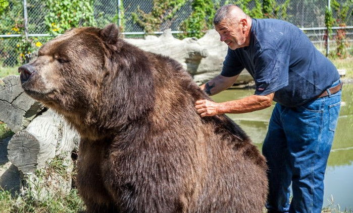 ‘630kg 초대형 야생곰’을 아기처럼 키우는 부부