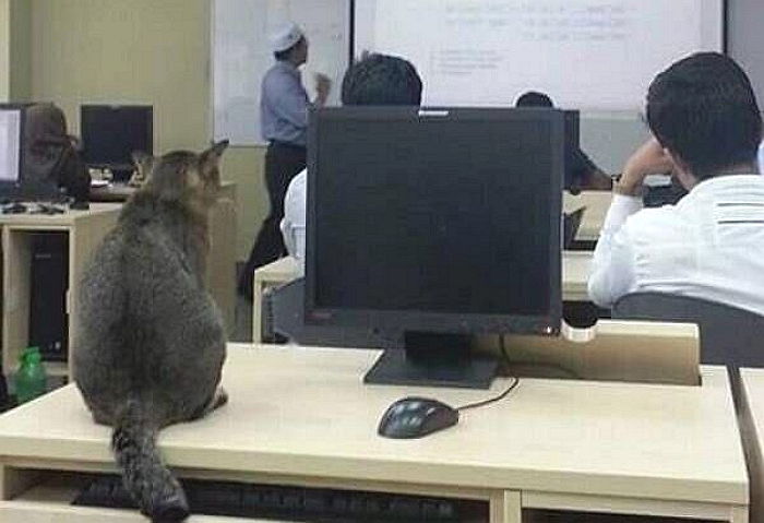 학생들과 강의 듣다가 대학교 ‘마스코트’ 된 길냥이