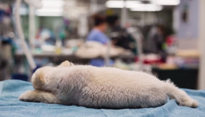 장애 알고도 다리 휘어진 강아지 입양한 가족 (영상)