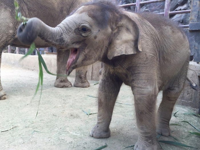 서울대공원서 태어난 아기코끼리의 100일 잔치
