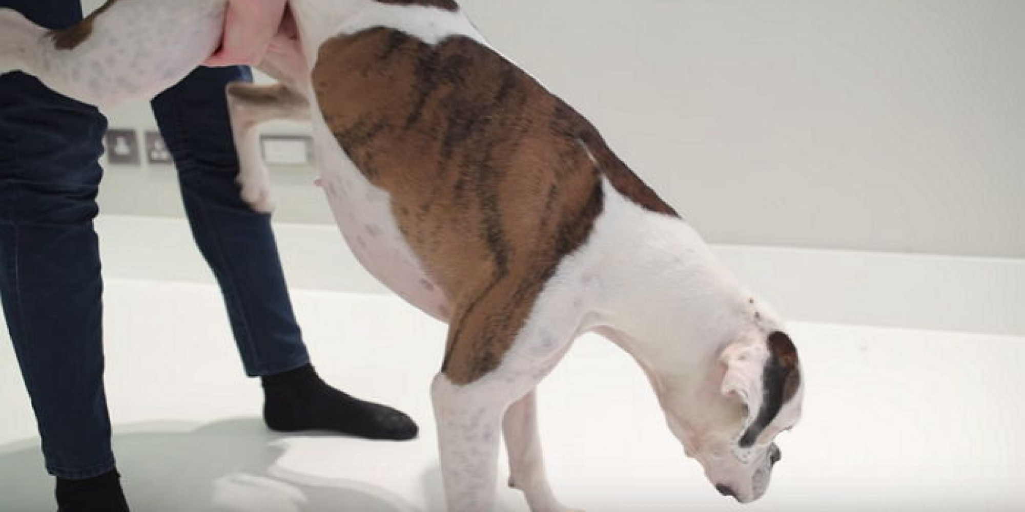 강아지 목에 ‘음식물’ 걸렸을 때 대처법 (영상) - 인사이트