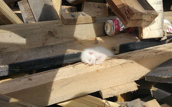 아기 고양이 구하려 ‘7시간’ 동안 쓰레기 더미 파헤친 남성 (영상)