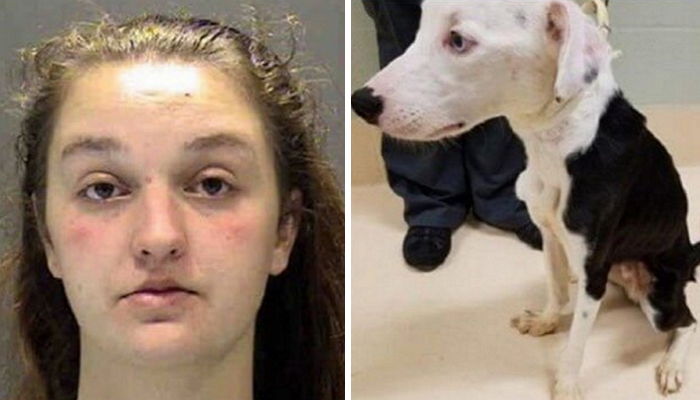 유기견 입양한 뒤 바쁘다며 ‘밥’ 안 주고 굶긴 주인