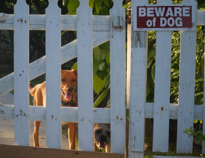 “개조심” 경고문 붙은 집에 사는 강아지들 (사진 9장)