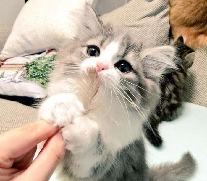 우연히 주운 ‘깃털’ 집사에게 선물한 아기 고양이