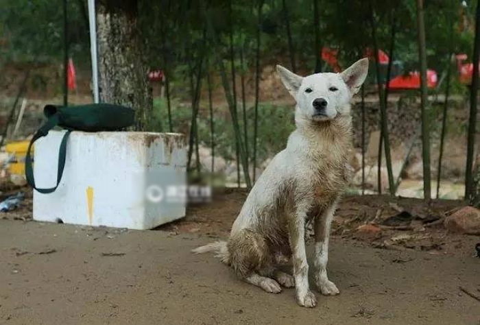 주인 묻힌 산사태 현장서 떠나지 않는 강아지