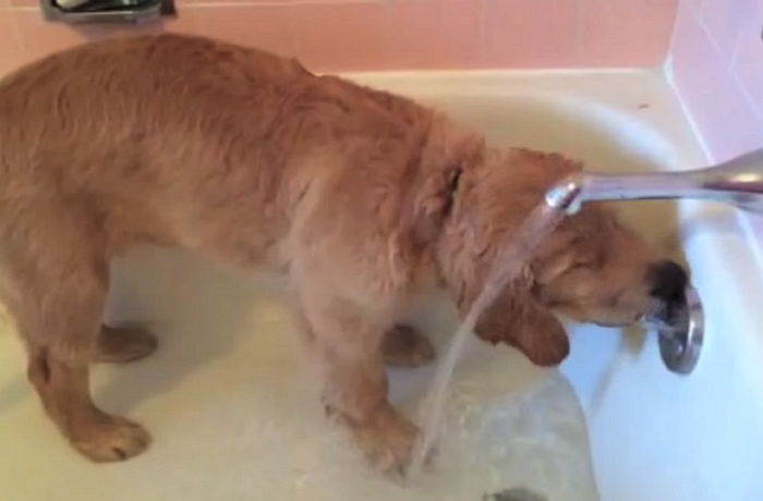 혼자 목욕하고 스스로 몸까지 말리는 천재 멍멍이