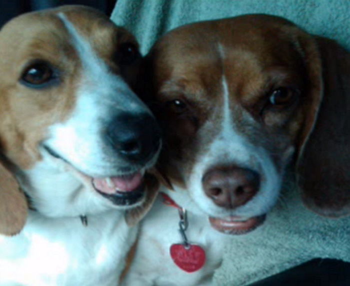 버림받은 뒤 우울증 걸린 유기견이 ‘비글미’를 되찾았다 (영상)