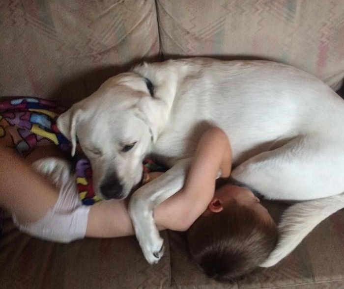 사람 동생이 ‘악몽’ 꾸면 달려가 보호하는 강아지