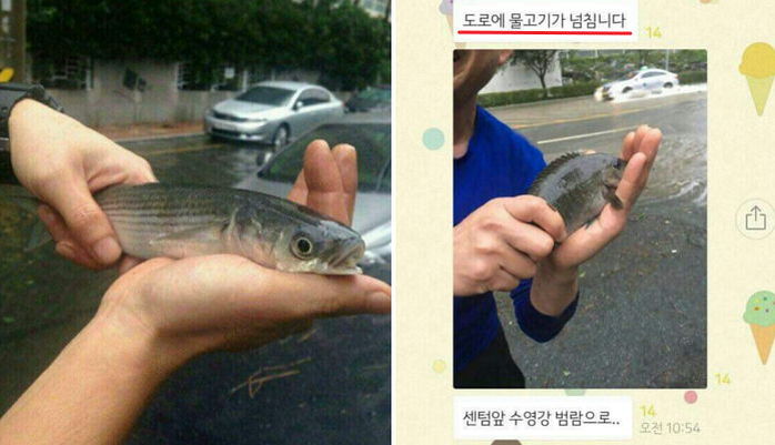 부산 수영강 범람으로 도로에서 잡힌 물고기