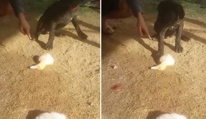 오리 먹인 강아지 전 주인에게 달걀·밀가루 테러한 남성