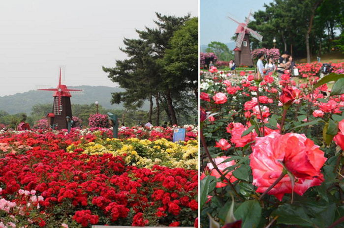 서울대공원에 핀 3만 8천 송이 가을 장미 (사진 5장)