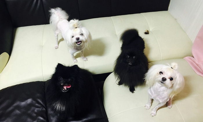 “같은 동물병원서 수술 받은 반려견 3마리가 죽었습니다”