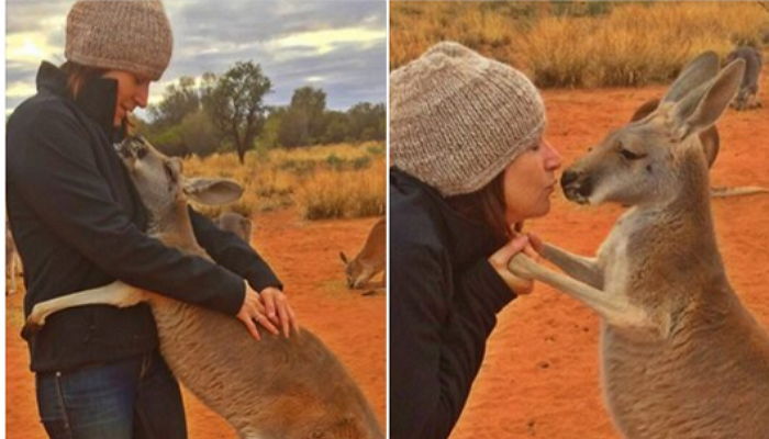 목숨 살려준 은인을 ‘매일매일’ 포옹하는 캥거루