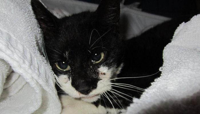 턱 부서지는 폭행에도 끝까지 새끼 지킨 엄마 고양이