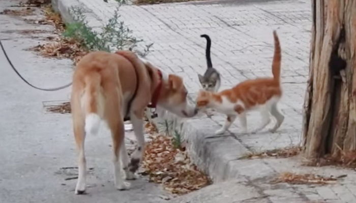 매일 길고양이 ‘30마리’에게 밥 주는 강아지