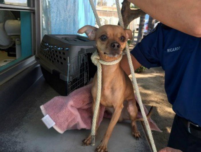 자신 버리고 가는 주인 끝까지 바라보는 강아지