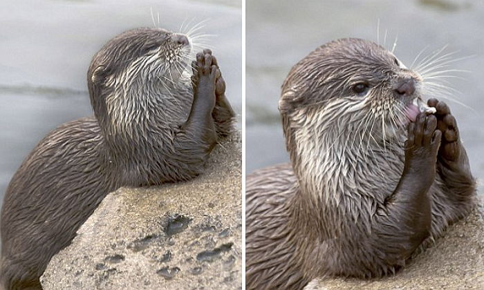 “하느님, 맛있는 생선을 내려주세요” 기도하는 수달
