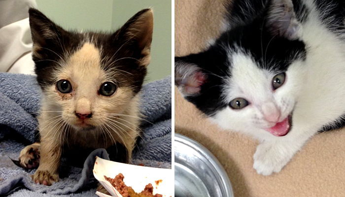 쓰레기차에 실려가던 아기 고양이가 사람 발견하자 보인 반응