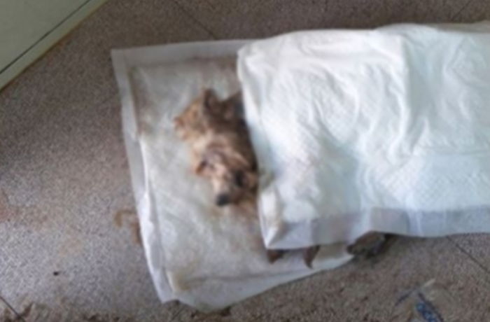 태풍 ‘차바’로 보금자리 잃은 유기견 보호소에 찾아온 기적