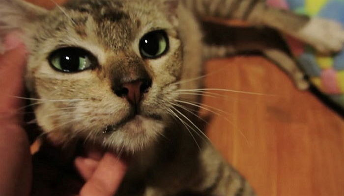 “굶어 죽어가던 길고양이가 다가와 도움을 요청했어요”