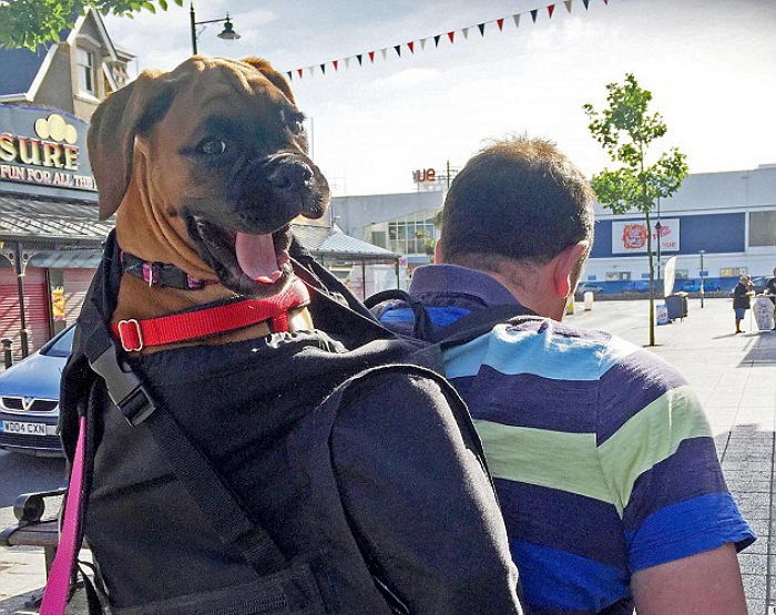 “어부바!” 주인 등에 업혀 기쁨 감추지 못하는 멍멍이