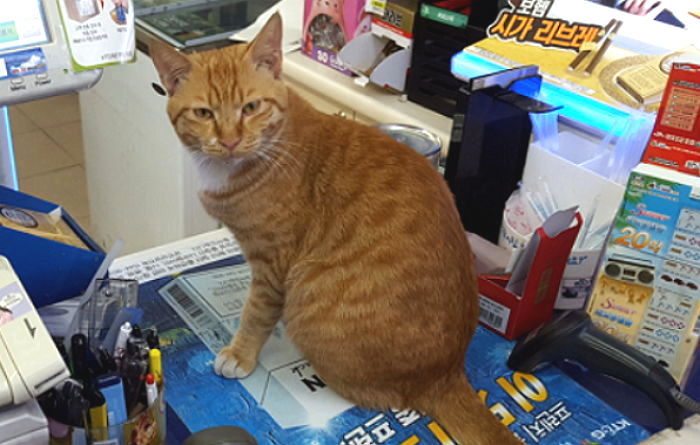 추운 날씨에 편의점에 난입해 알바생 심쿵(?)하게한 길냥이