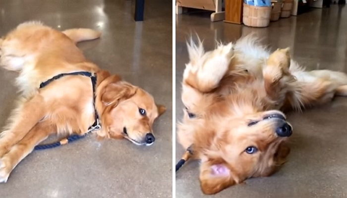 마음에 든 반려동물샵 나가기 싫어 바닥에 드러누운 강아지 (영상)