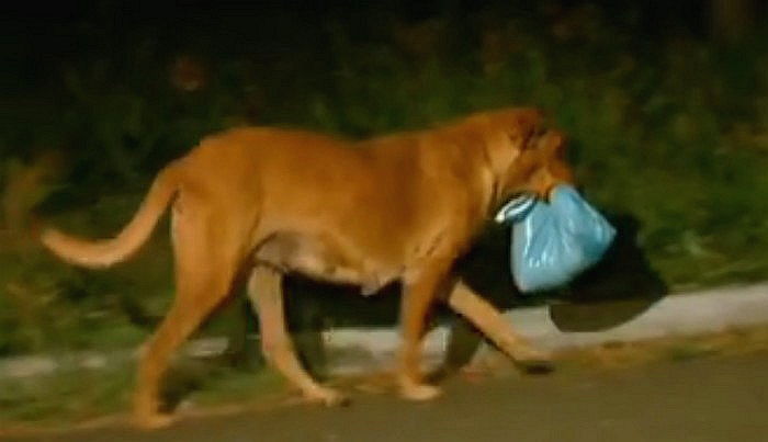 강아지가 매일밤 ‘봉지’를 물고 산책을 나간 이유