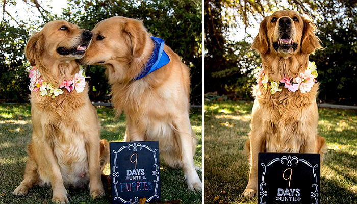 출산 전 ‘만삭’ 기념사진 찍은 리트리버 커플