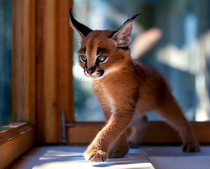 귀염 외모 속 반전 성격 가진 고양이 ‘카라칼’ (사진)