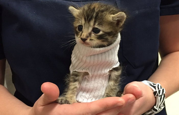 허리케인서 구조된 후 ‘양말 옷’ 선물 받은 아기 고양이