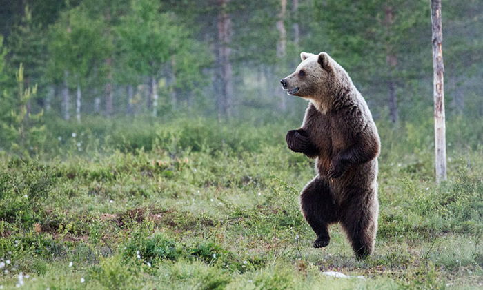“야무지게 먹어야지” 흥 넘치는 곰돌이 (사진 15장)